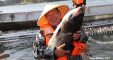 36斤鱼拍68800 游客们现场沾喜气争相与它合影【图】