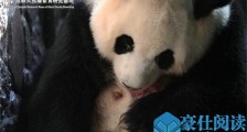 圈养大熊猫出生 具体详情曝光此画面感动了无数人