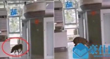 野猪误入南京地铁 详细情况画面曝光网友评论亮了