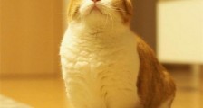 曼赤肯猫多少钱一只 被称为“猫中柯基”腿非常短