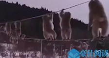 猴子排队走电线啥情况 现场一幕令人惊呆另类走法原因曝光