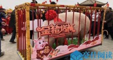 四川现1881斤猪王啥情况 猪王获免死金牌具体详情曝光