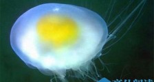 蛋黄水母图片 蛋黄水母可以吃吗有毒吗