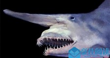 加布林鲨鱼可以自爆吗 加布林鲨鱼自爆图片是怎么回事