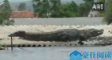 鳄鱼在屋顶晒太阳怎么回事 奇观一幕曝光视频被疯传