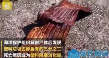 怀孕巨鲸尸体塞满44斤塑料 胎儿死于腹中流产令人咋舌