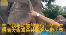 主持人节目中揪耳踩鼻骑大象 主持人此举遭民众抵制和抗议