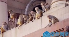 5000只猴子横行印度街头咋回事 猴子是从哪里来的揭详情