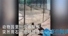 动物园猴子砸玻璃 披露事发经过及画面引网友神评论