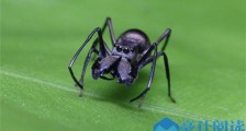 蜘蛛哺乳行为怎么回事 蜘蛛竟也有乳汁且蛋白质含量比牛奶高