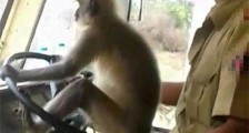 司机让猴子开公交 司机神操作吓懵乘客令人惊心胆颤【图】
