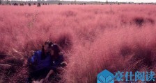网红花海遭踩踏割除 花海被“临幸”3天面目全非什么造成的【图】