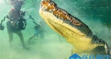 摄影师与鳄鱼面对面 近距离拍摄鳄鱼獠牙特写画面震撼