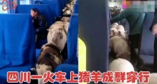 四川一火车上有猪羊成群穿行，画面太可爱，网友评论亮了