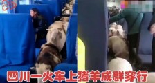 四川一火车上有猪羊成群穿行,画面太可爱,网友评论亮了