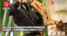 清华等团队发现新冠病毒抑制剂 在蝙蝠身上找到了答案?