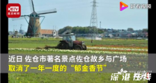 日本景点砍80万株郁金香 原因是什么?具体什么情况?