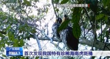 广东南岭现“最神秘的鸟” 系我国特有珍稀海南虎斑鳽