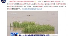 袁隆平团队在柴达木盐碱地试种海水稻 计划先试种100亩