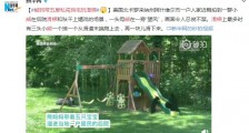 熊妈带五崽私闯民宅玩滑梯 画面令人忍俊不禁