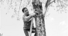 确定百年石斛原产地 “第一书记”带村民科学种石斛