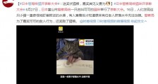 日本警察局给猫咪开表彰大会 嘉奖其见义勇为