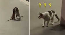 两只老鼠站立互殴一旁猫咪被吓傻（视频）