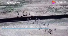 藏羚羊携幼仔返回原栖息地(图) 可可西里藏羚羊进入回迁季