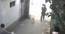 上海不牵绳遛狗将被抓拍处罚 一次处罚多少钱