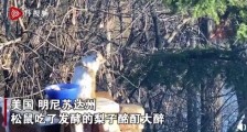 松鼠吃发酵梨子后酩酊大醉 像人类喝懵时一样