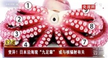 变异!日本沿海现九足章或与核辐射有关