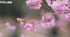 南京和平公园的樱花一夜盛开  赏花务必带好口罩切勿扎堆