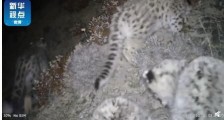 甘肃祁连山区拍到四只雪豹同框活动  十分罕见