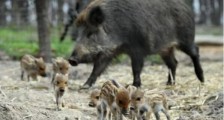 湖北神农架发生非洲猪瘟  共发现死亡野猪7头