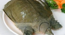 中华鳖乌龟等不入禁食名录 按照水生物种管理