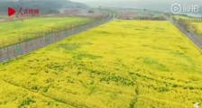 重庆广阳岛1280亩油菜花开了 丛间蝶舞蜜蜂忙