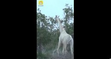 肯尼亚白色长颈鹿母子被猎杀  世上现仅剩下最后一只