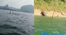 男子钓鱼见水怪 所谓的水怪真容居然是在洗澡的“它”