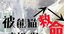 被熊猫救命,喜提保姆套餐?
