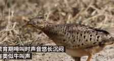 贵州山中龙吟认定为“鸟叫”贵州威宁秀水不明声源系黄脚三趾鹑发出